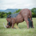 Wildcrete Warthog eating